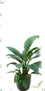 Spathiphyllum Sensation 03-4'.jpg