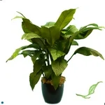 Spathiphyllum Sensation.jpg