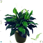 Spathiphyllum Sweet Pablo.jpg