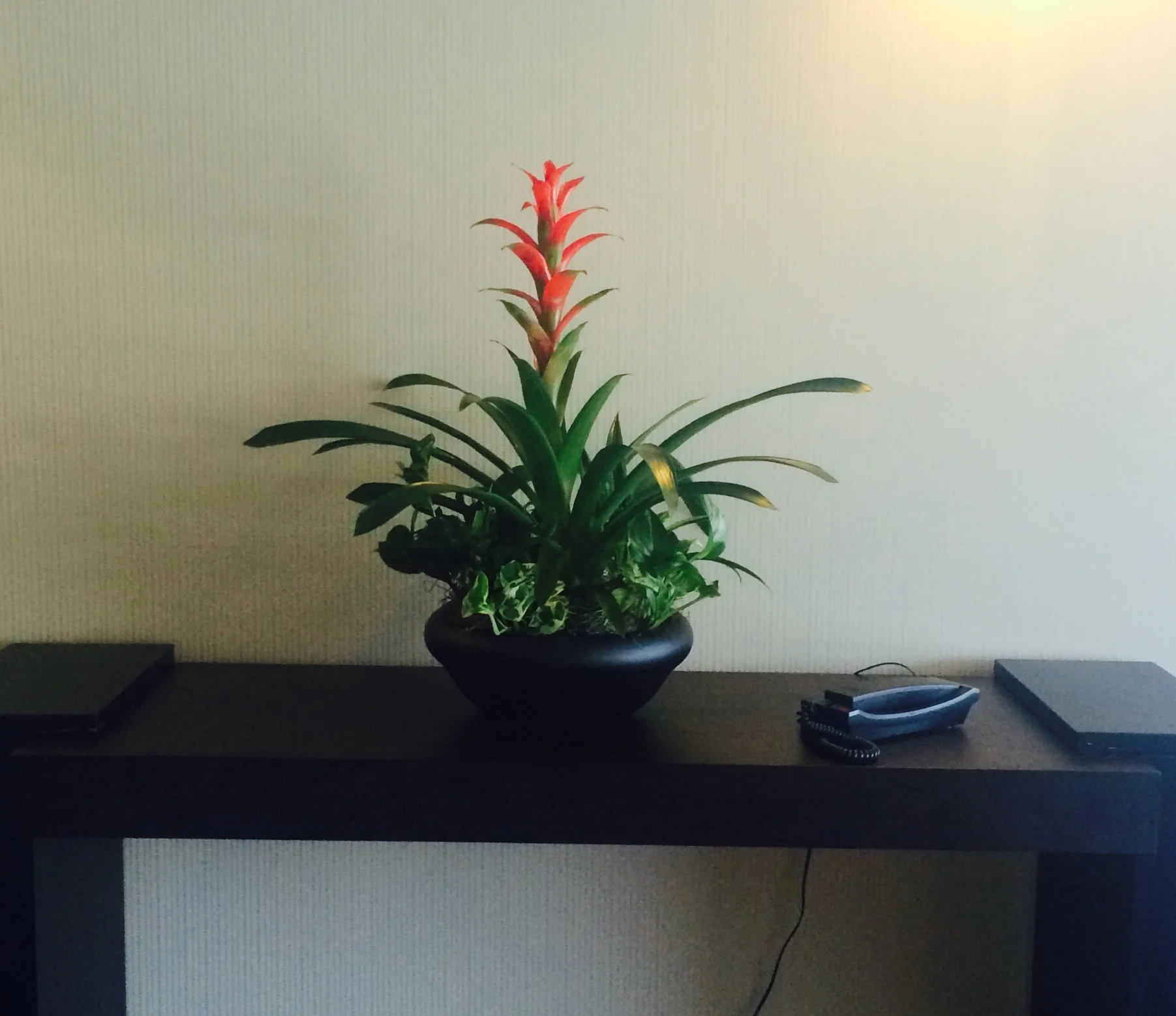 Bromeliad color bowl.JPG