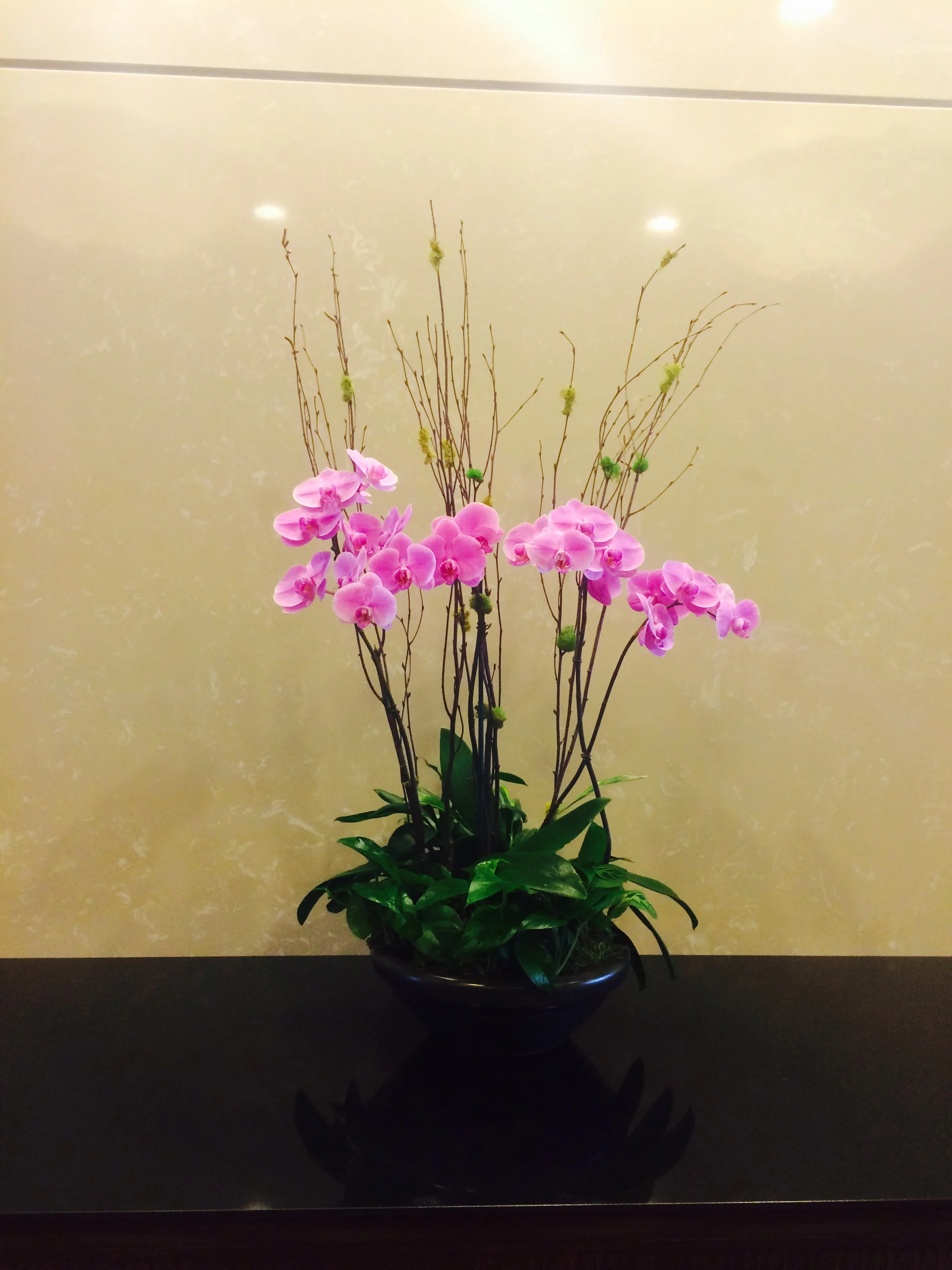Orchids 1.jpg