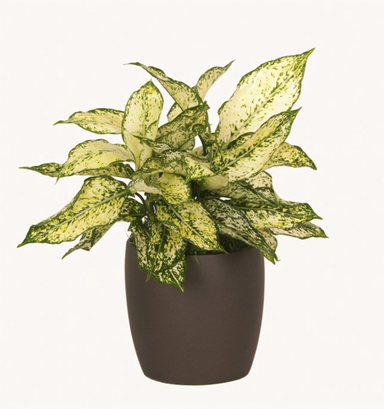  Aglaonema First Diamond  Dieffenbachia 