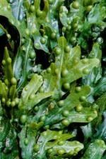 Fucus Vesiculosus.jpg