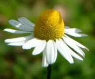 Camomile.jpg