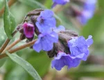 Lungwort.jpg