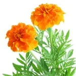 marigold.jpg