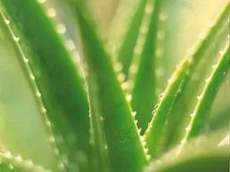 Aloe Vera.jpg