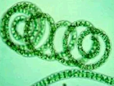 Algea.jpg