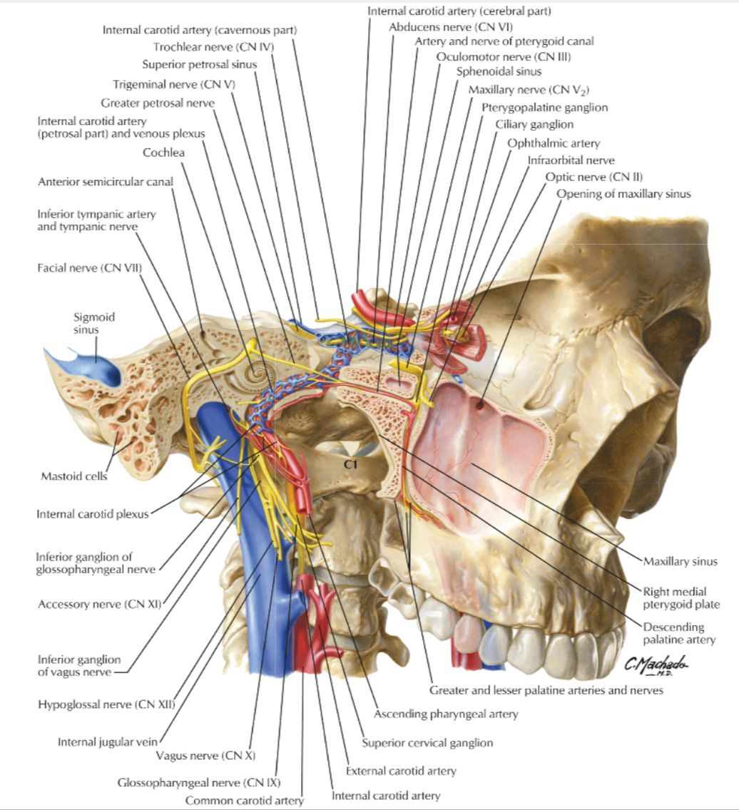 artroza atlanto a articulației occipitale dureri articulare tot tratamentul