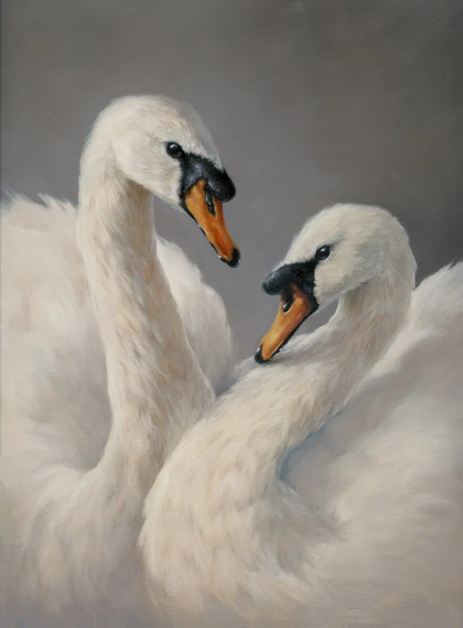 swansweb.jpg