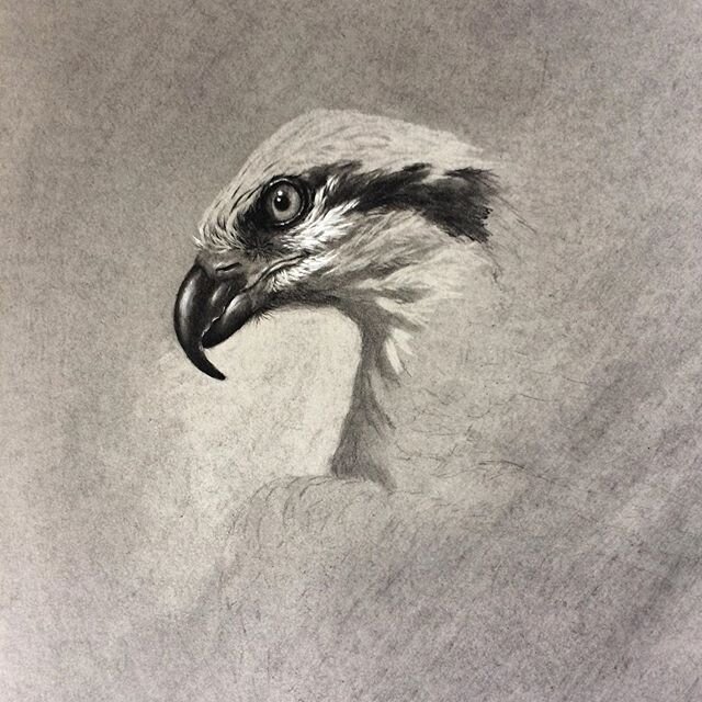 Emerging from the darkness. ⁣
⁣
I spent so much time choosing the right reference for this Osprey drawing, they are such skilled hunters and can catch fish like nobody&rsquo;s business so it was a bit tempting to portray this bird in more of an actio