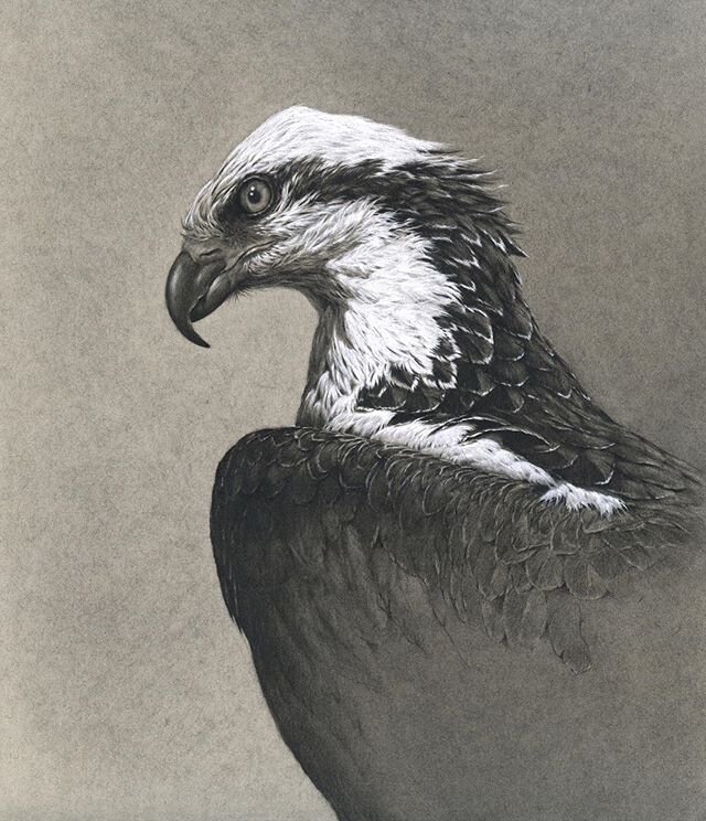 Finally finished the latest in my series of Silver Lining Sketches, the strangely beautiful Osprey. ⁣
⁣
I started this series during the first few weeks of the Lockdown here in the UK and it&rsquo;s no exaggeration to say that working on these birds 