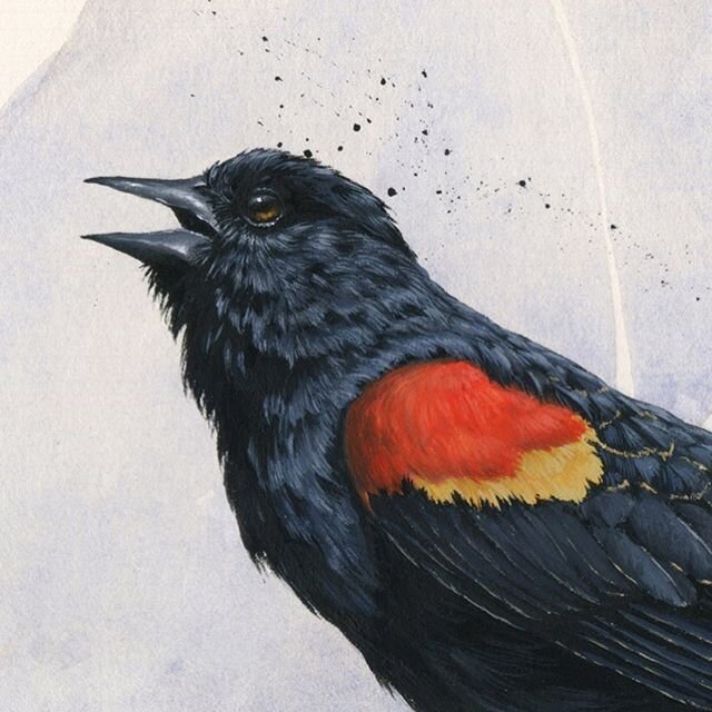 Looking back through the current members of my American Songbird series in excited anticipation of adding to the flock! ⁣
⁣
Thought I&rsquo;d share a close up of this fellows face as well as the full image of the piece and lastly (rather randomly) hi
