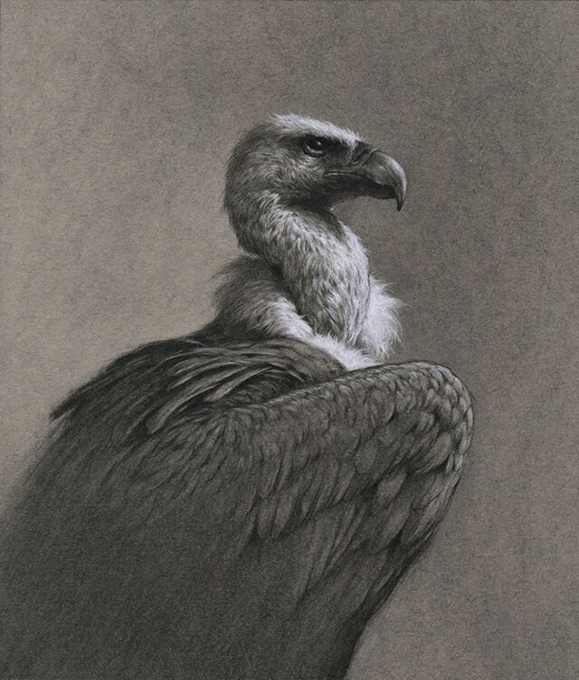 I was having so much fun with my charcoal birds of prey I decided to add an African white-backed Vulture to the flock!
⁣
This piece will be part of a fundraiser for Vulpro, a charity that helps rehabilitate Vultures in Africa. The Fundraising will be