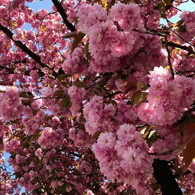 #cherryblossom #explosion #mothernature