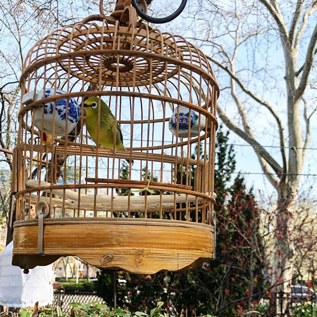 Early-to-session bird garden stroll 🐦 #nyc #chinatown