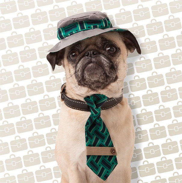 Boots & Barkley pet accessories