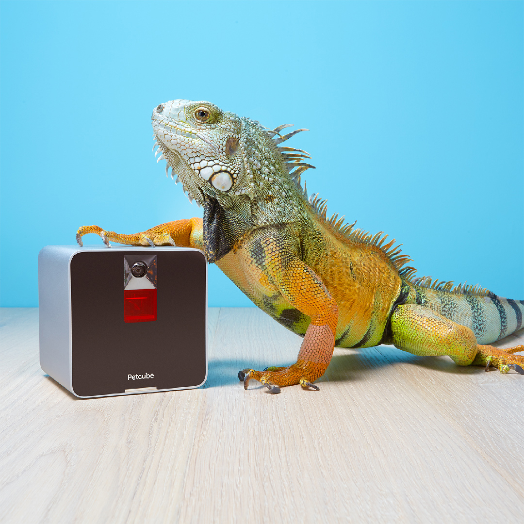 For when you're away from your iguana and you're like, "Hey, I wonder what my iguana is doing..." #PetCube #TailWaggingCube #WatchYourPetFromAnywhere