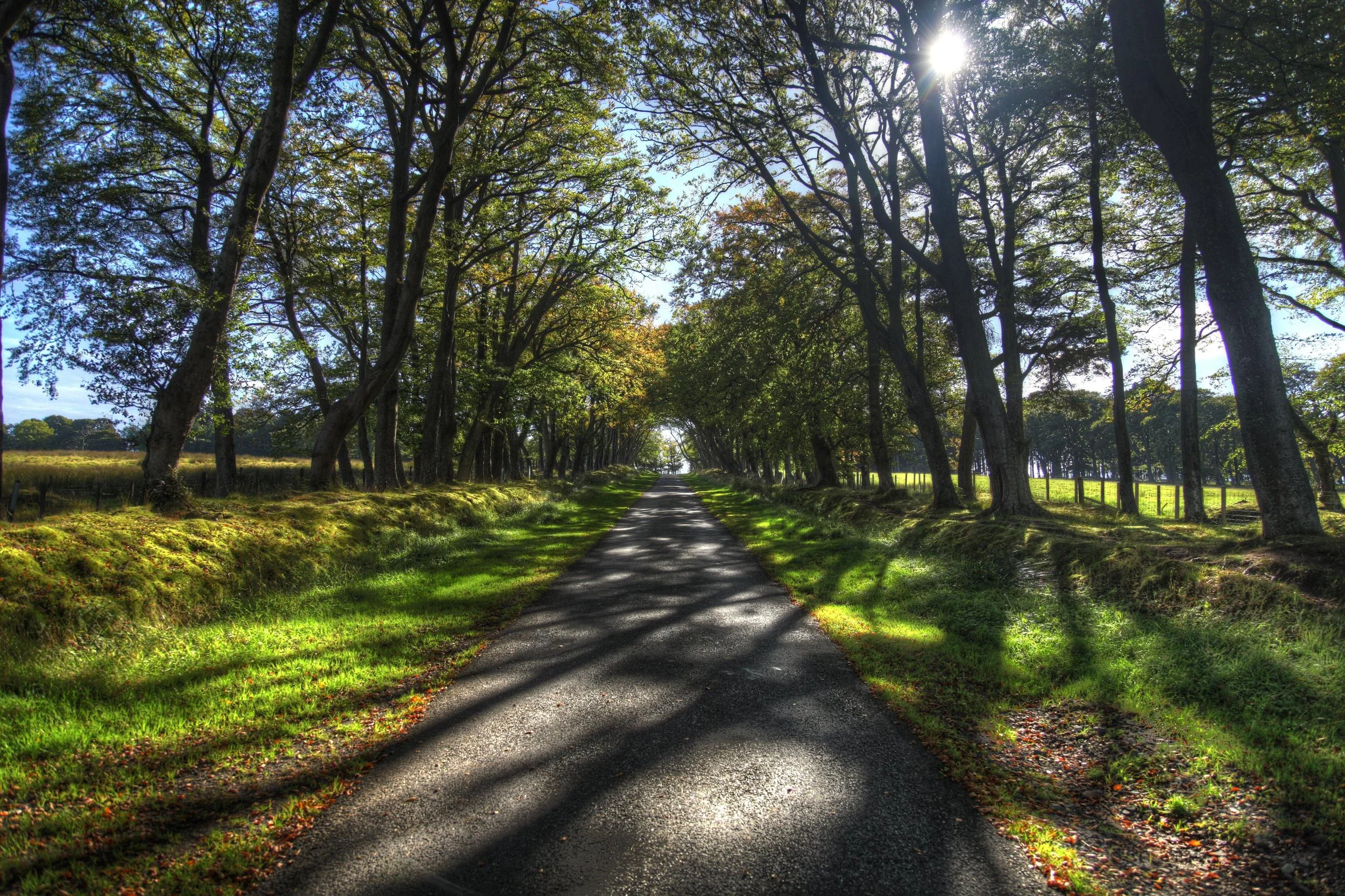 sunlit_avenue.jpg