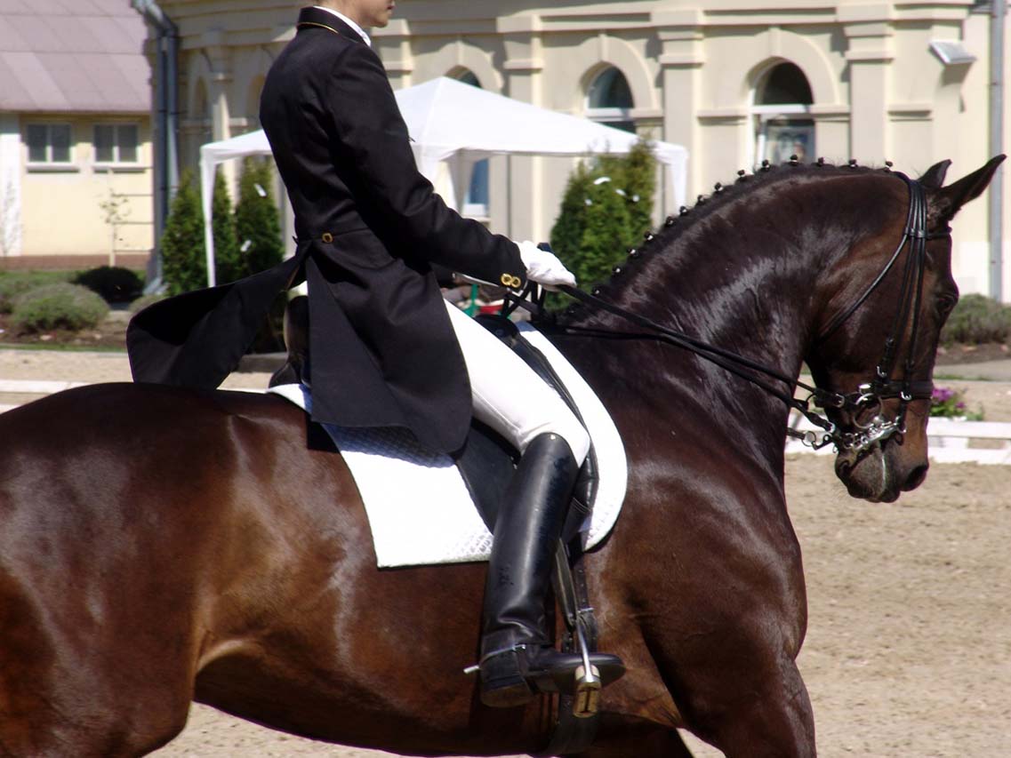 evhorsewoman-on-black-horse-in-competition-1236936381_77.jpg