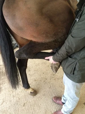 Flexion Test Hindlimb.jpg