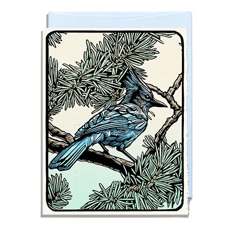 Steller's Jay