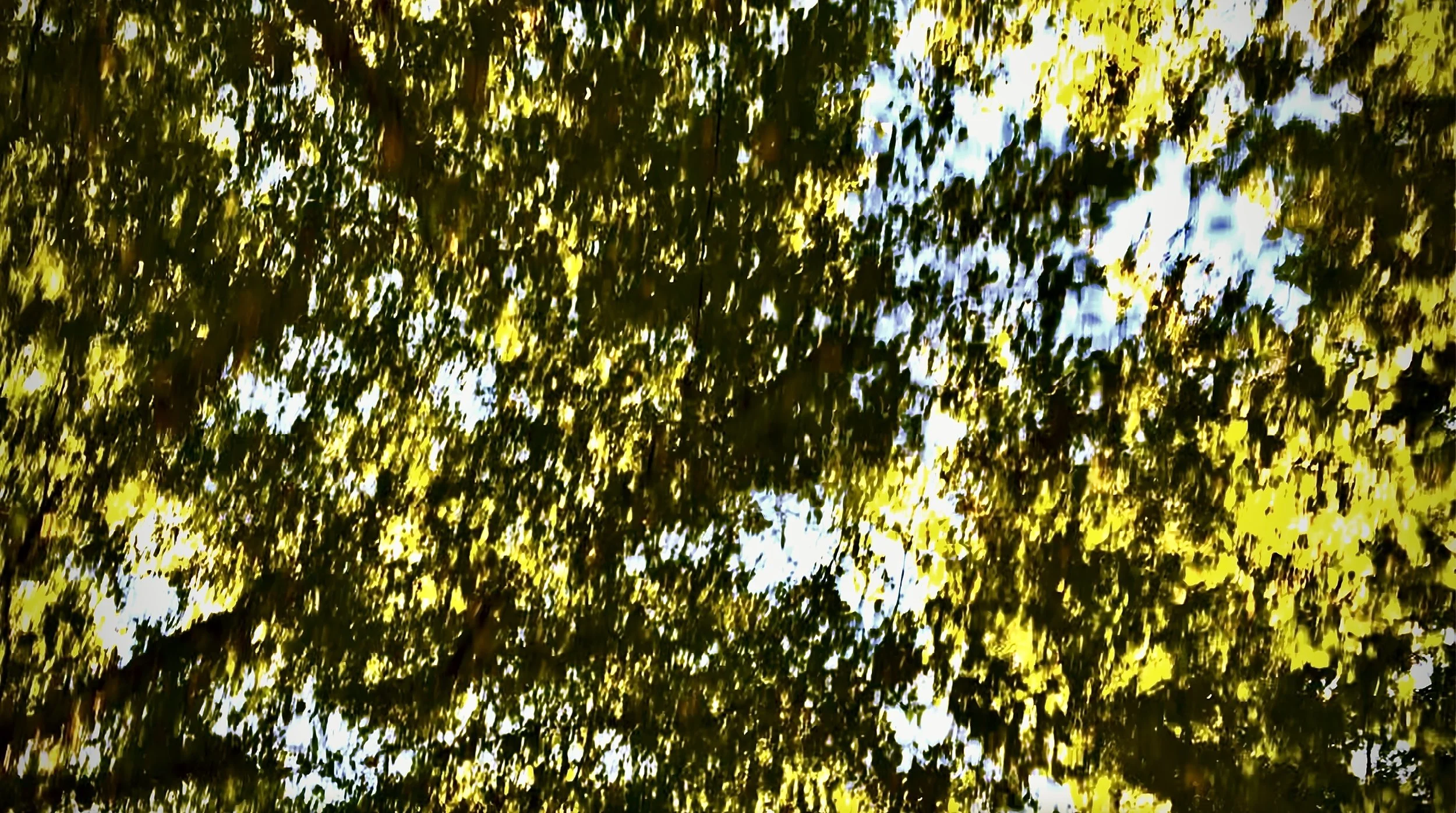 My Composing Process: trees in motion (2022)