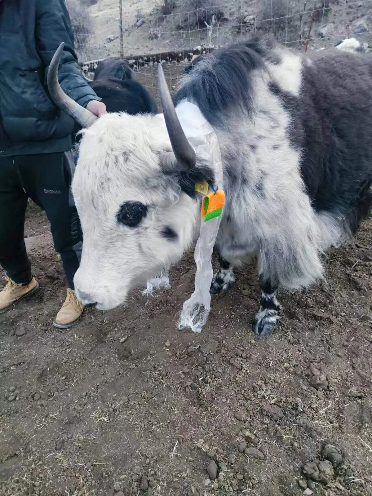 Tsethar Yak life release 1.JPG