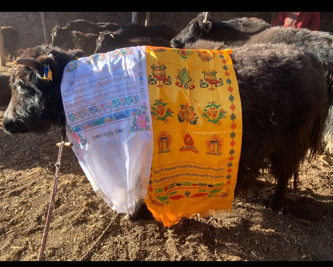 Tsethar Yak life release 2.JPG