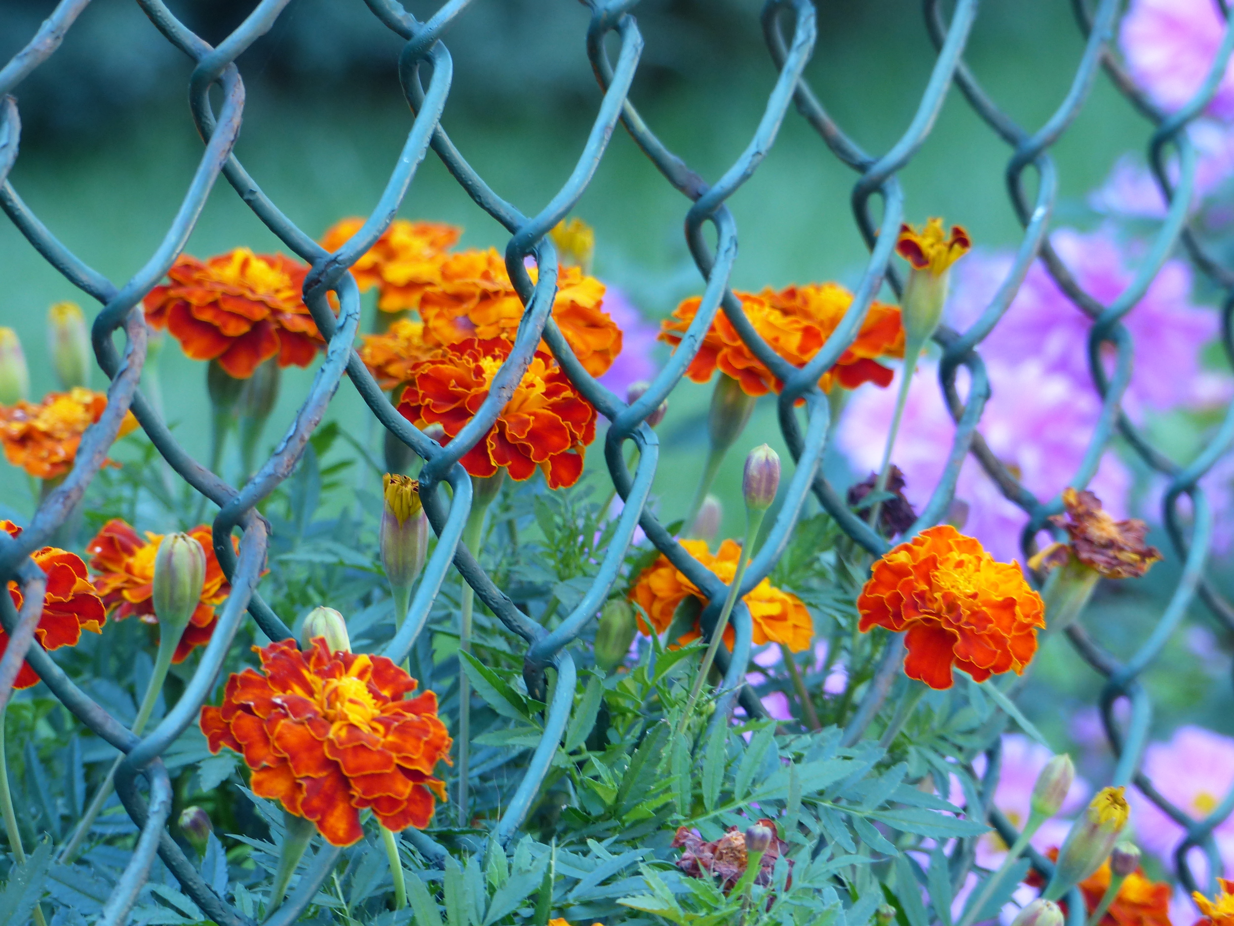 Fenced Marigolds