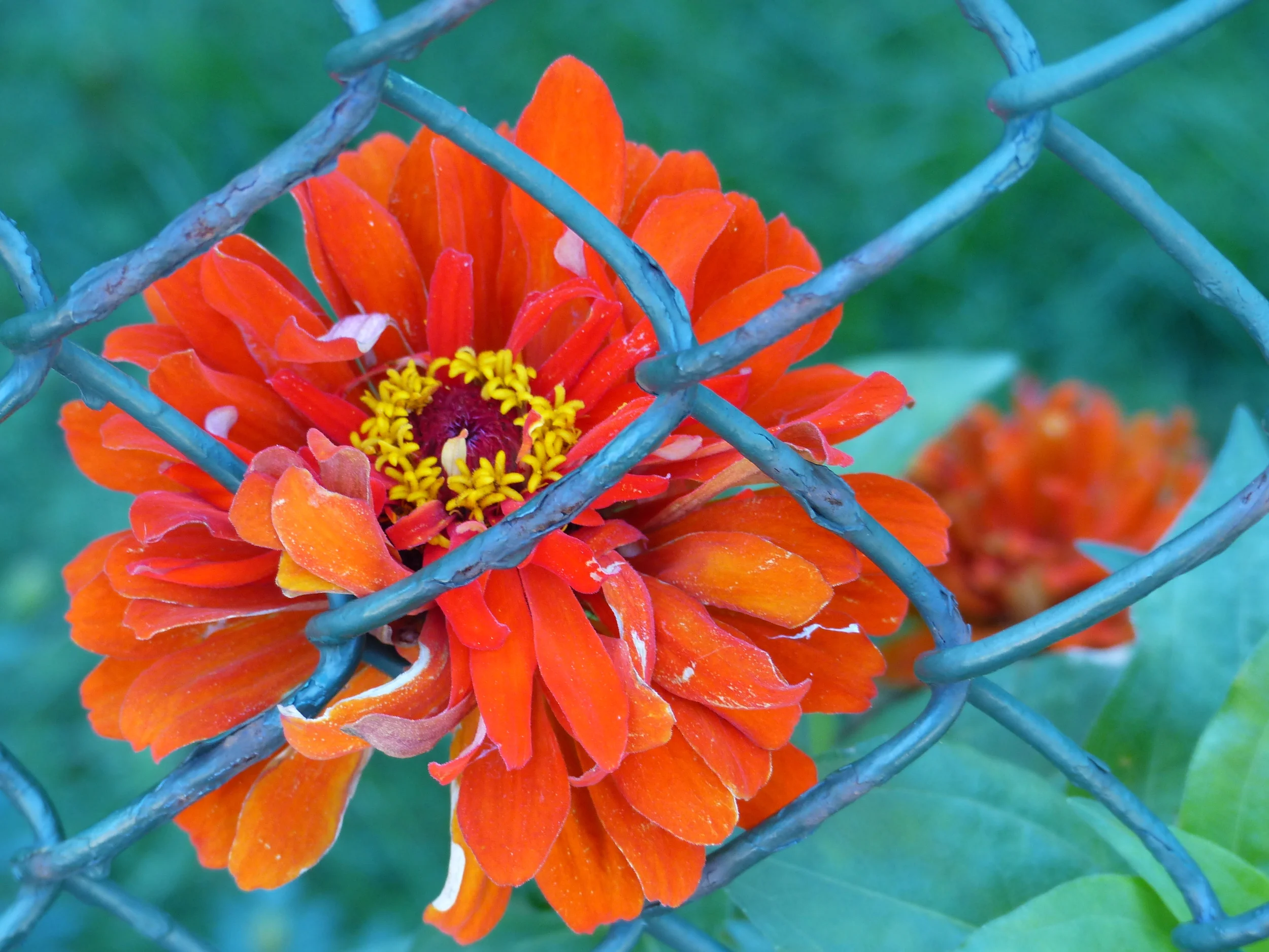 Marigold & Fence
