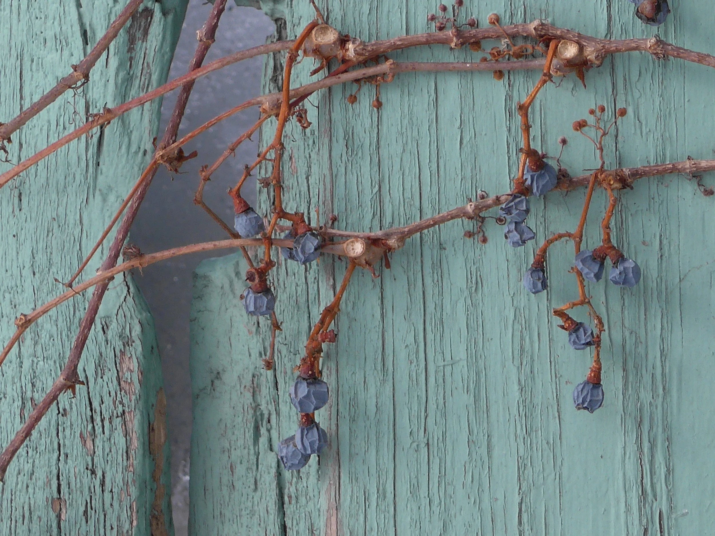 Dried Winter