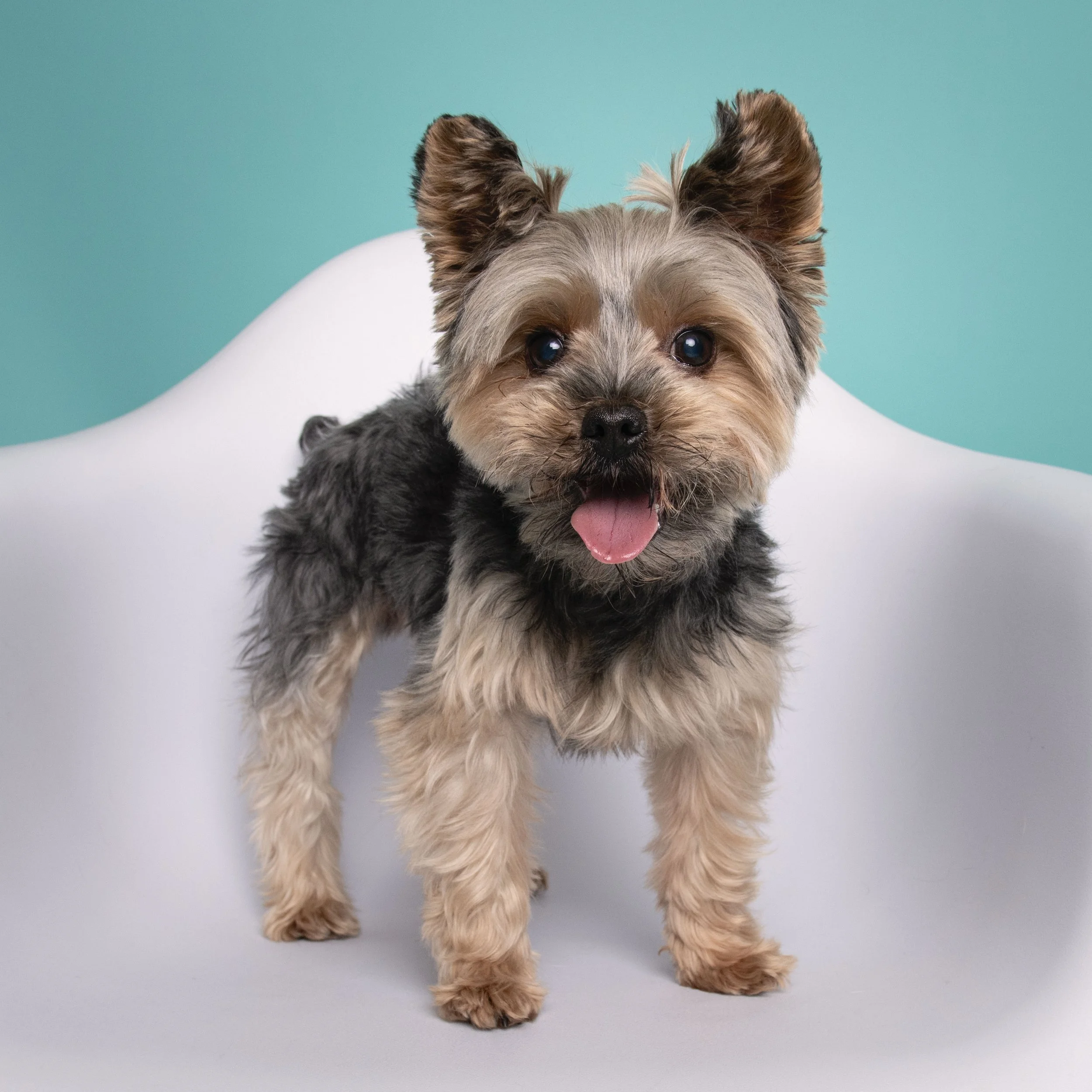 Yorkshire terrier-asbhurn-va-studio session-dog-photography-northern virginia-2-.jpg