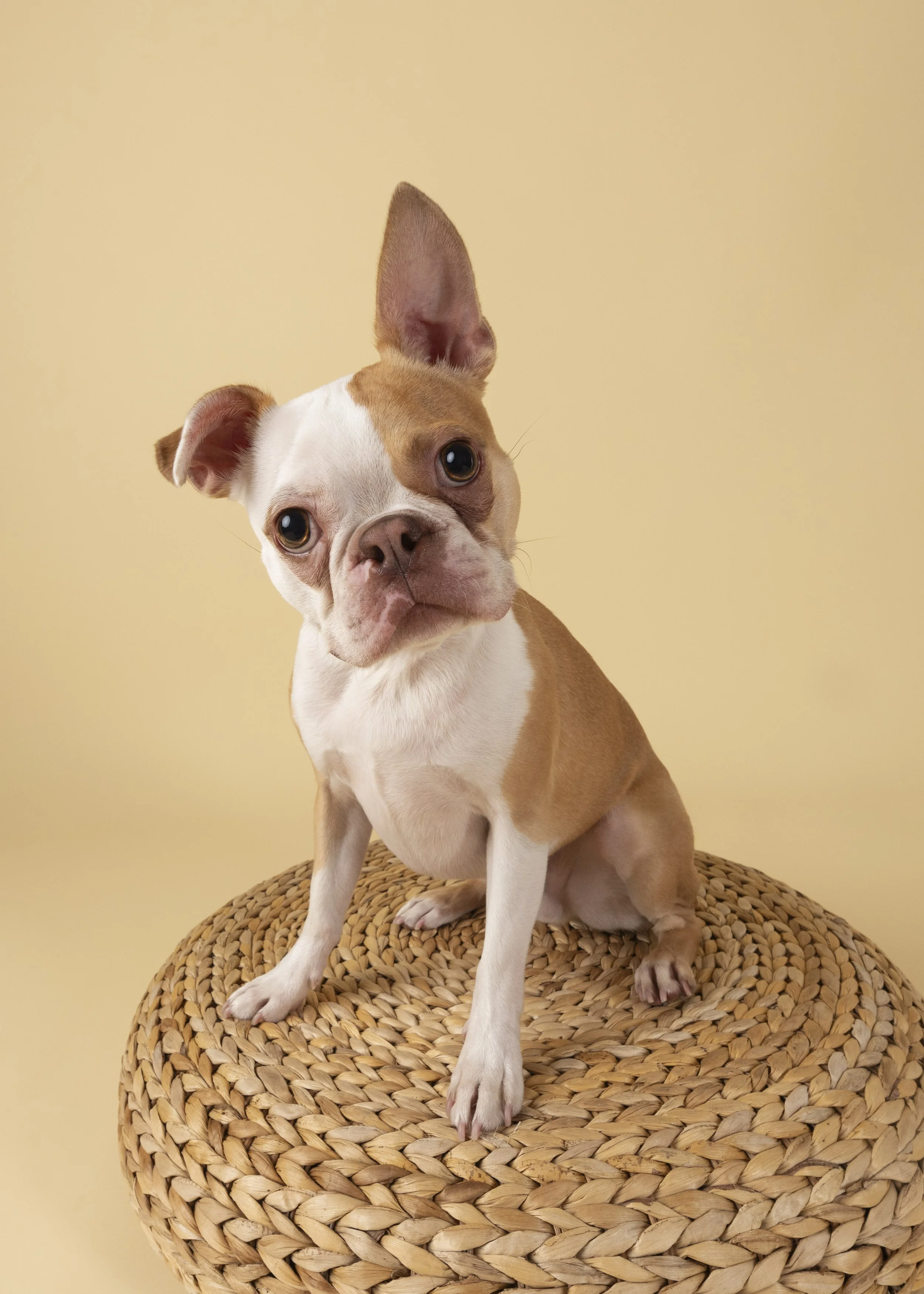 Boston Terrier-asbhurn-va-studio session-dog-photography-northern virginia-3-.jpg