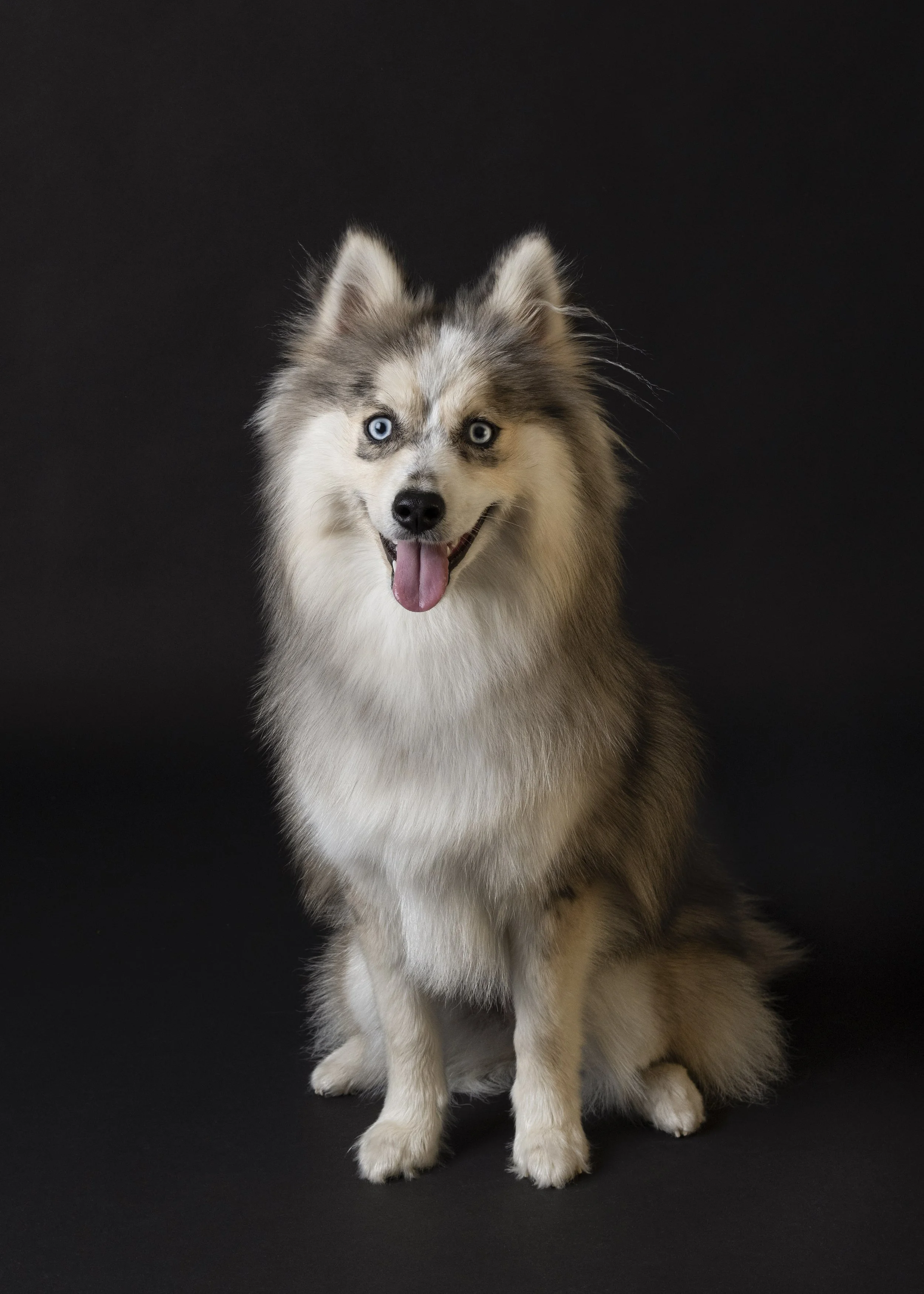 Dog-asbhurn-va-studio session-dog-photography-northern virginia-4-.jpg
