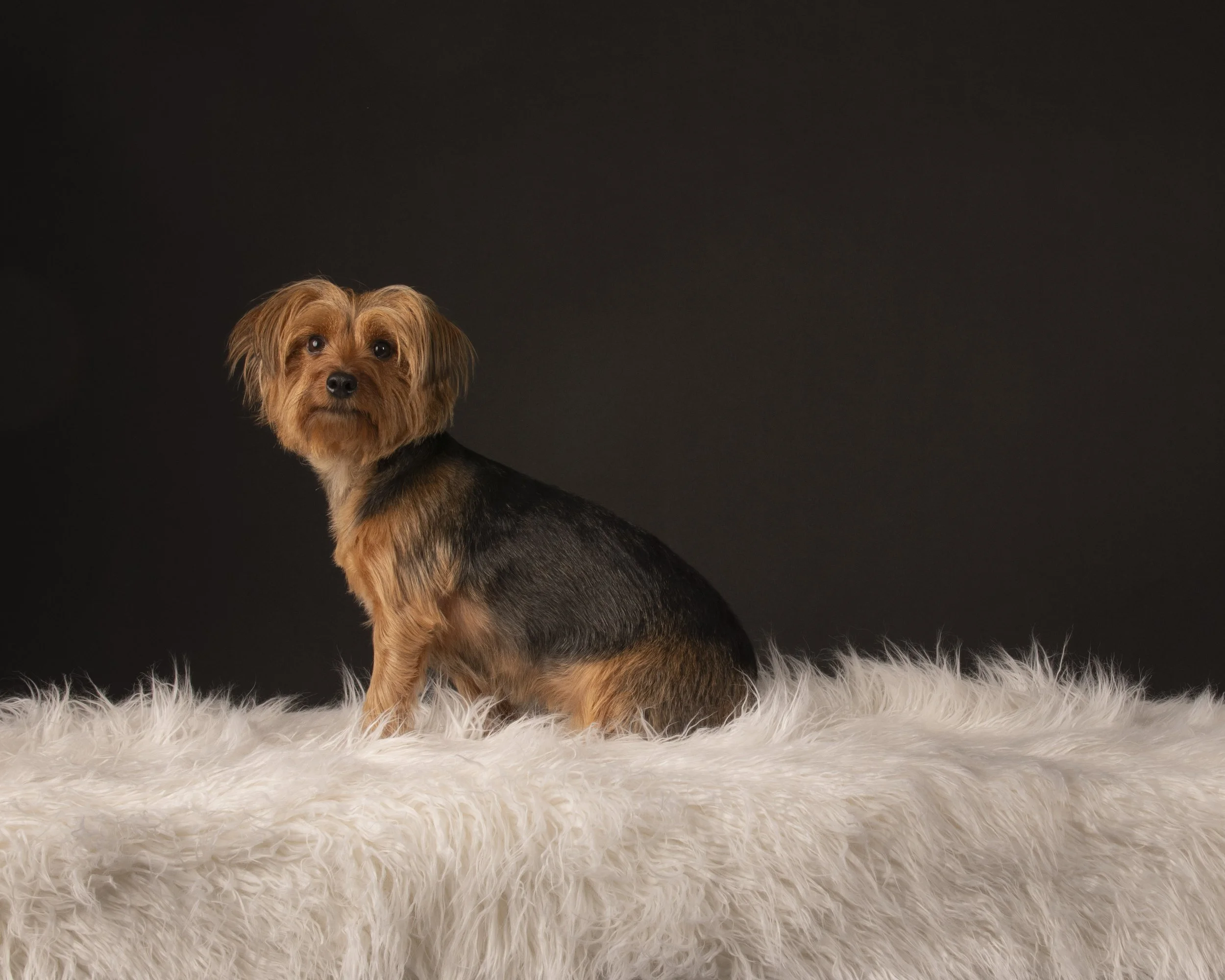 Studio Pet photography-ashburn va-dog phtogoraphy-northern virginia-3-dog-pet photography-3379.jpg