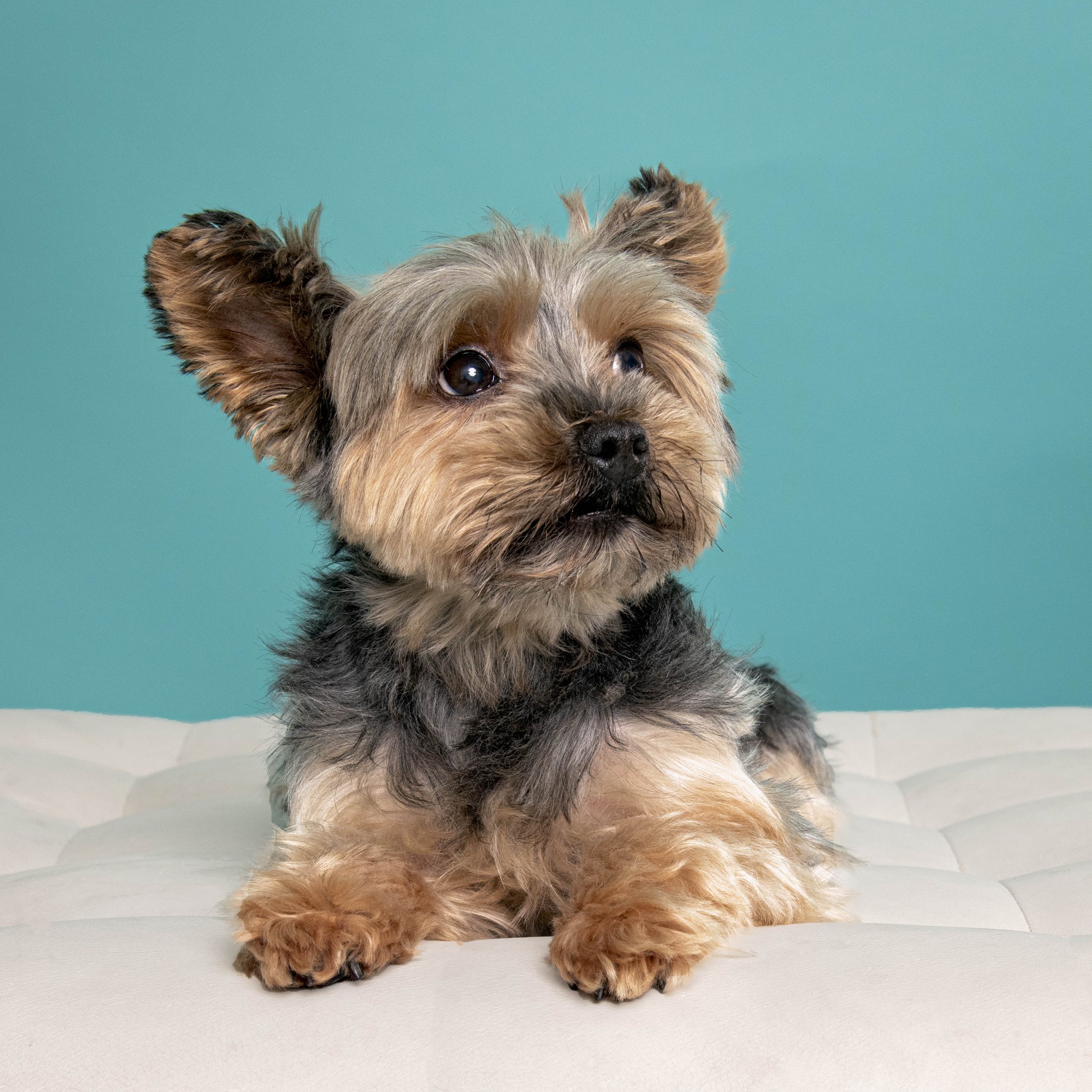 Yorkshire terrier-asbhurn-va-studio session-dog-photography-northern virginia-4-.jpg