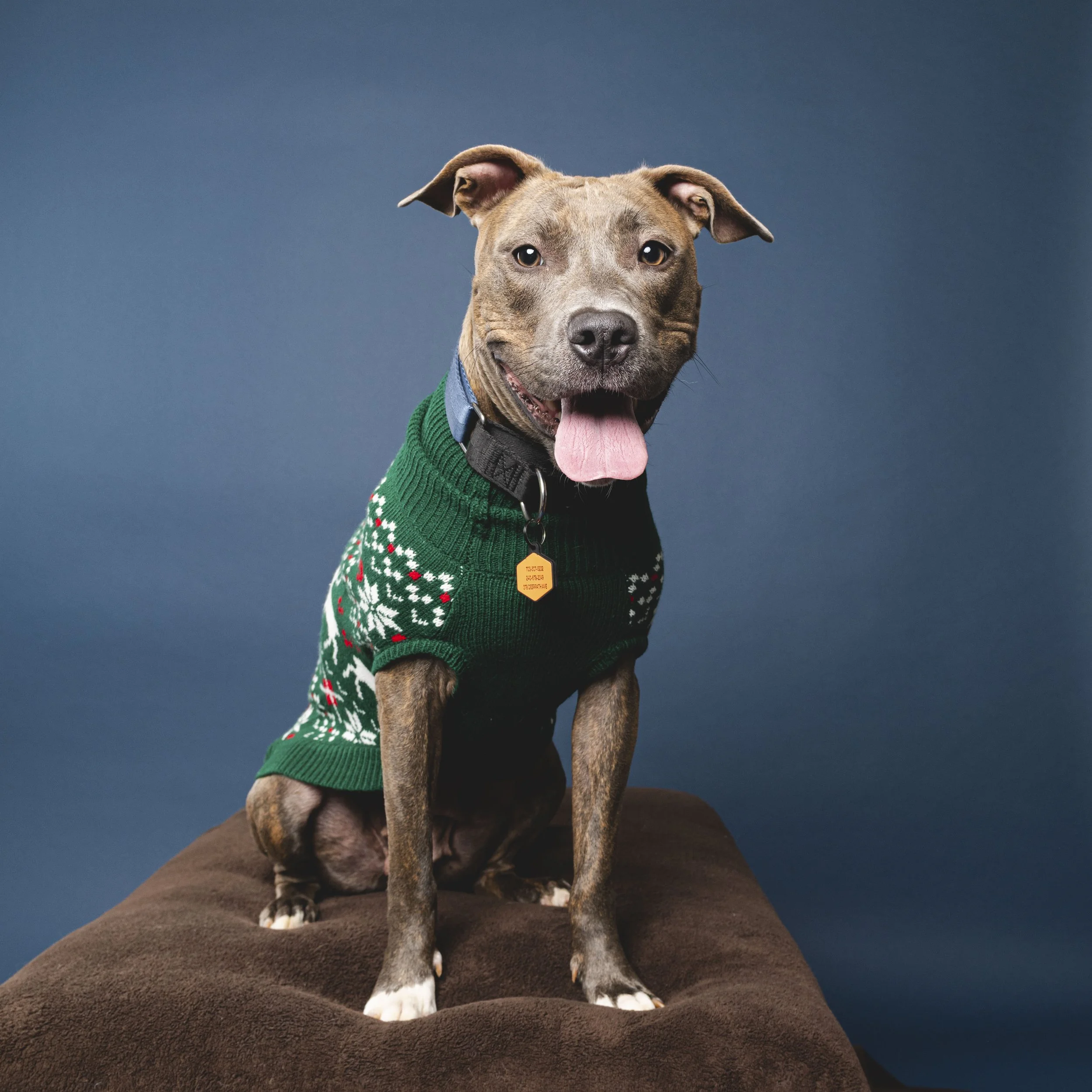 Pittie-asbhurn-va-studio session-dog-photography-northern virginia-4-.jpg