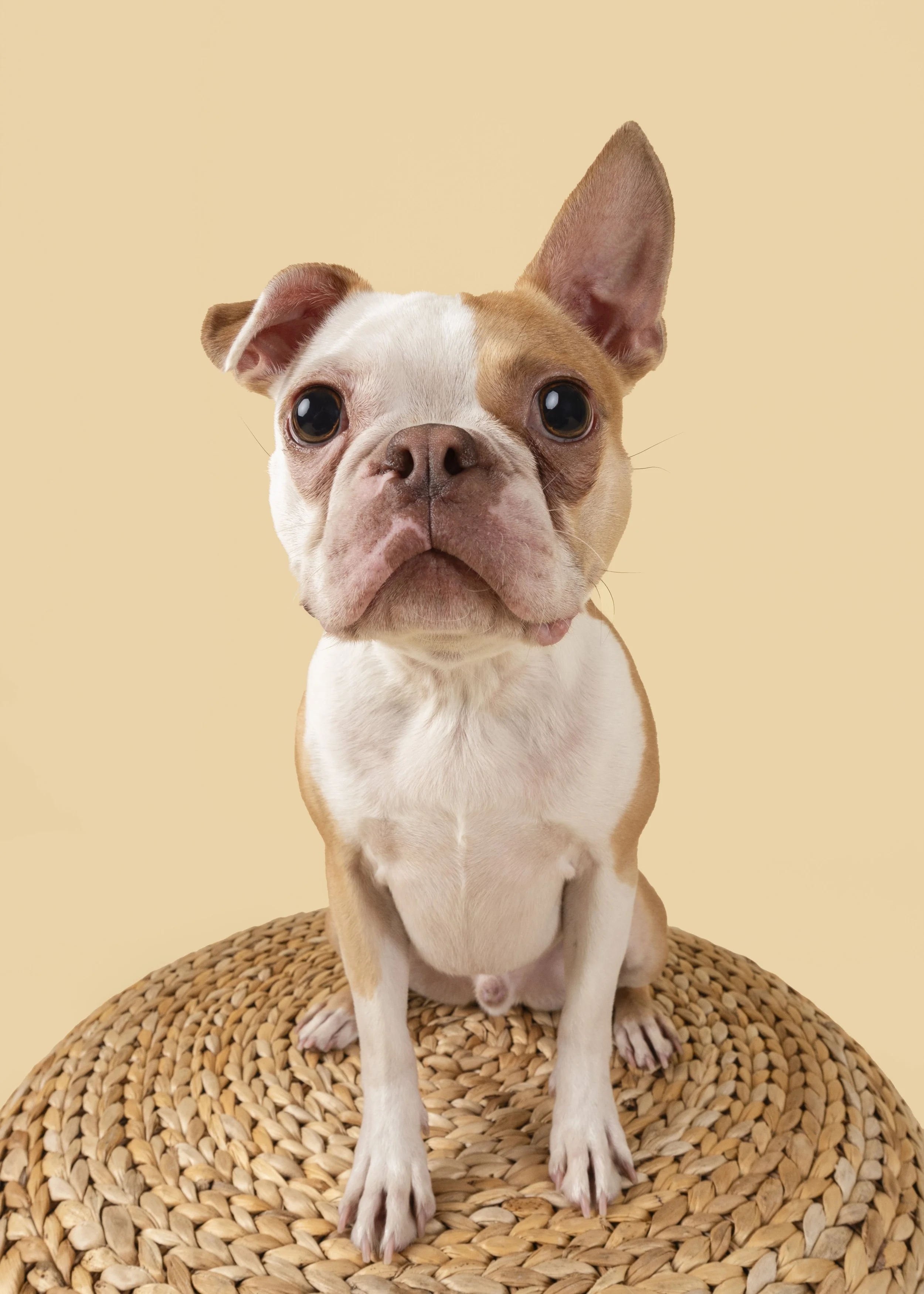 Boston Terrier-asbhurn-va-studio session-dog-photography-northern virginia-2-.jpg