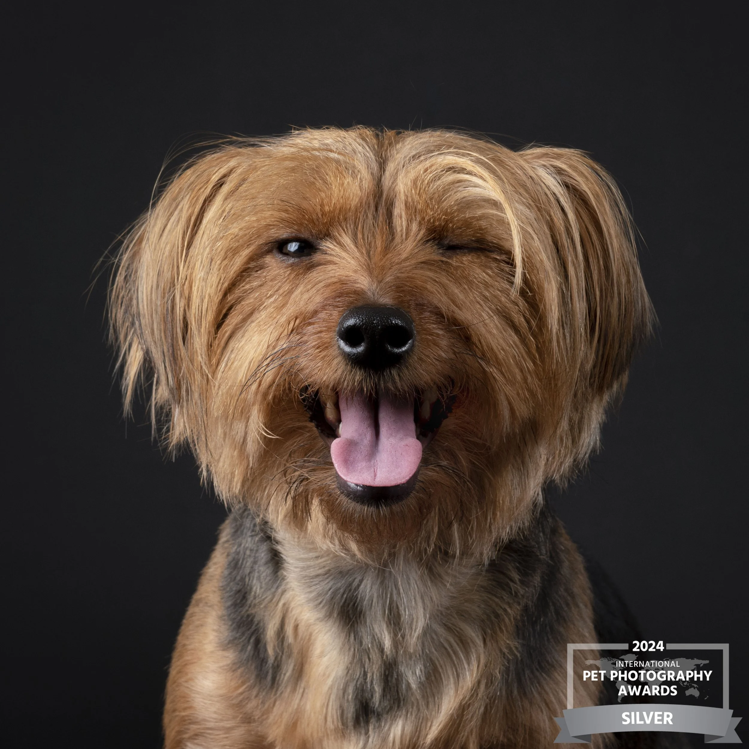 Studio Pet photography-ashburn va-dog phtogoraphy-northern virginia-4-dog-pet photography-.jpg