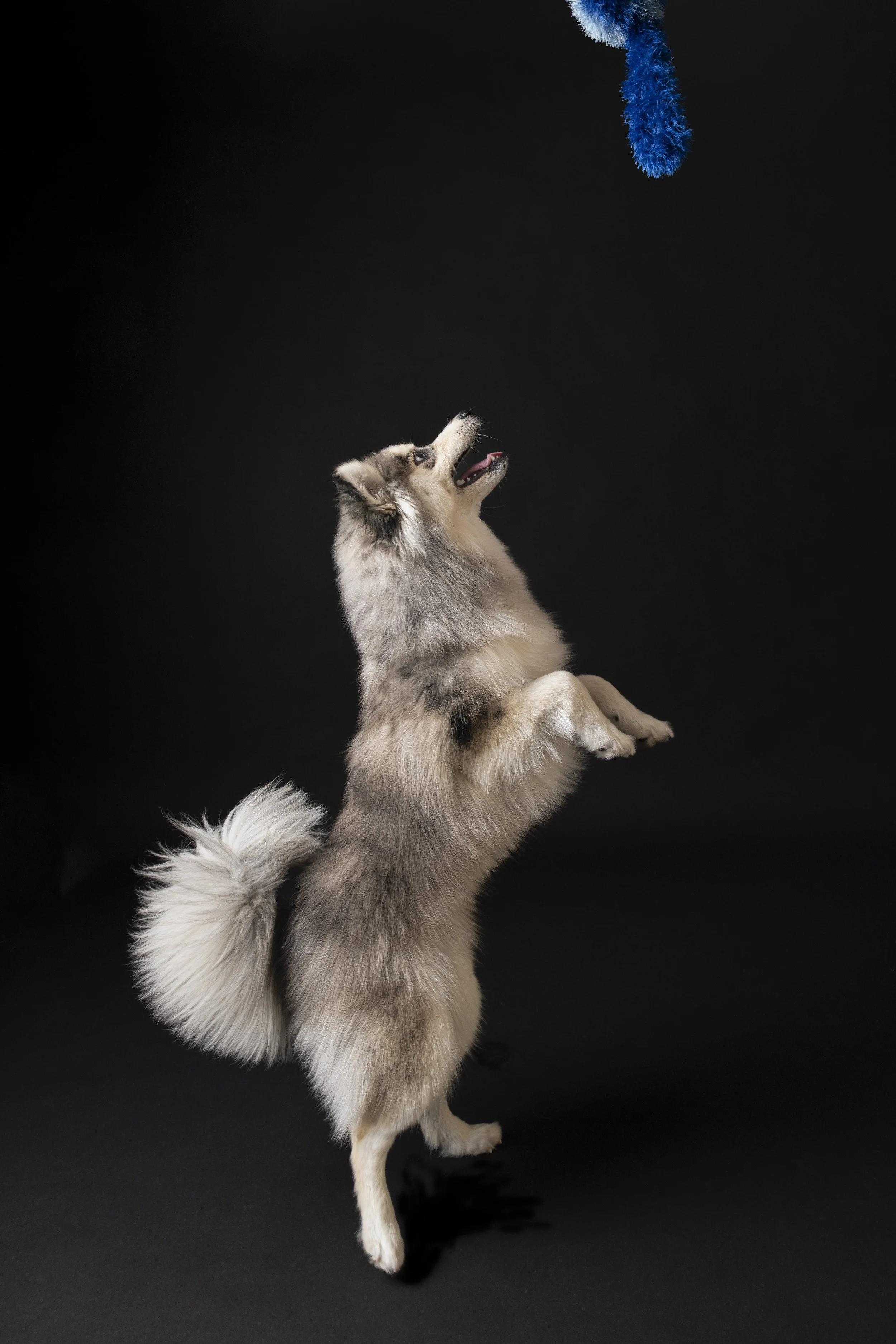Dog-asbhurn-va-studio session-dog-photography-northern virginia-2-.jpg