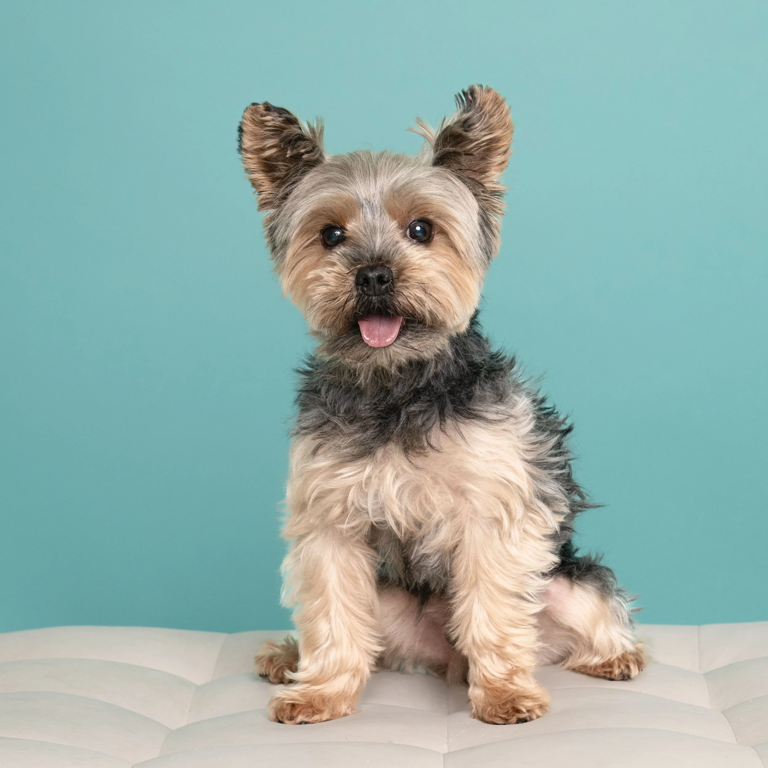 Yorkshire terrier-asbhurn-va-studio session-dog-photography-northern virginia-5-.jpg