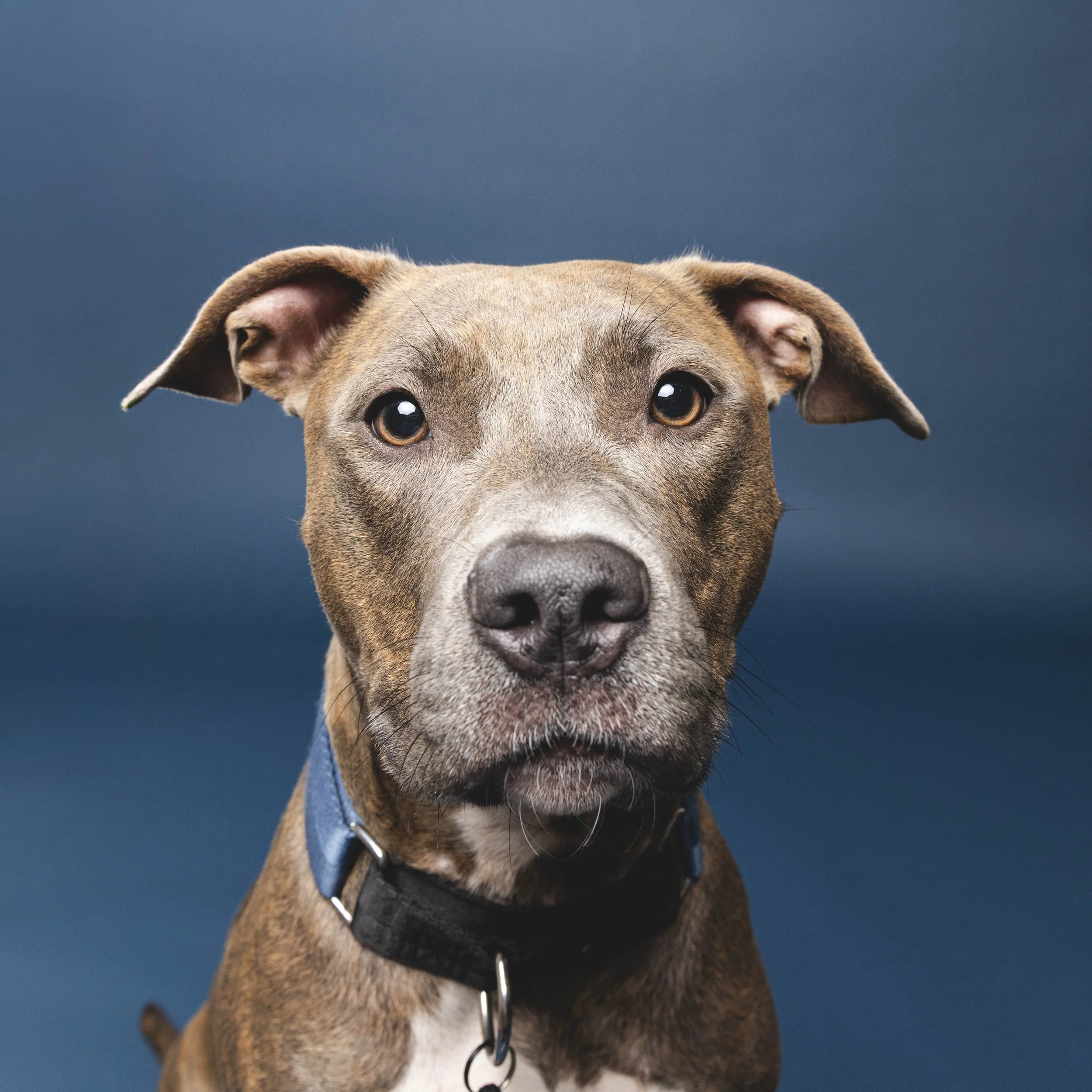 Pittie-asbhurn-va-studio session-dog-photography-northern virginia-3-2.jpg