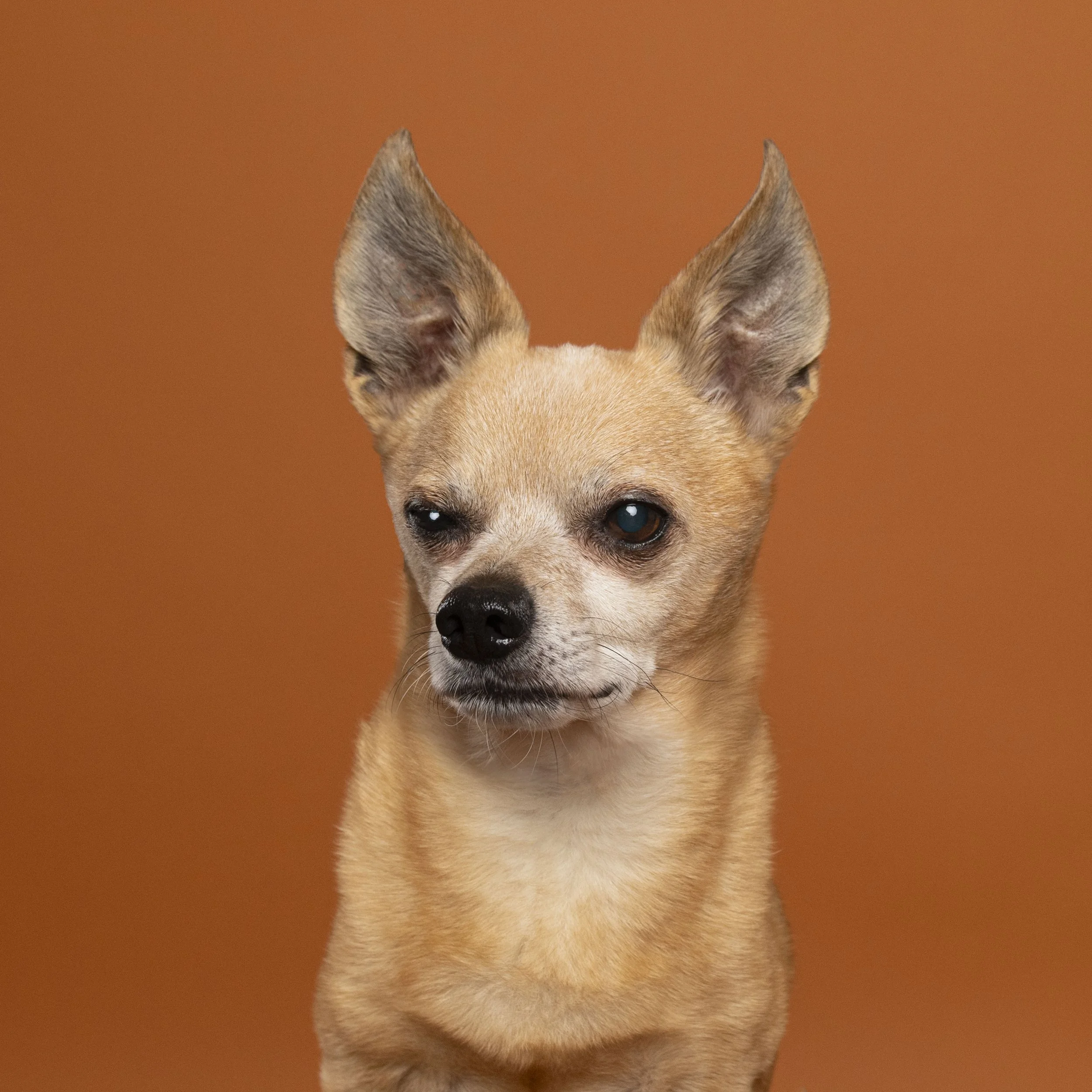 Chihuahua-asbhurn-va-studio session-dog photography-northern virginia-1-.jpg