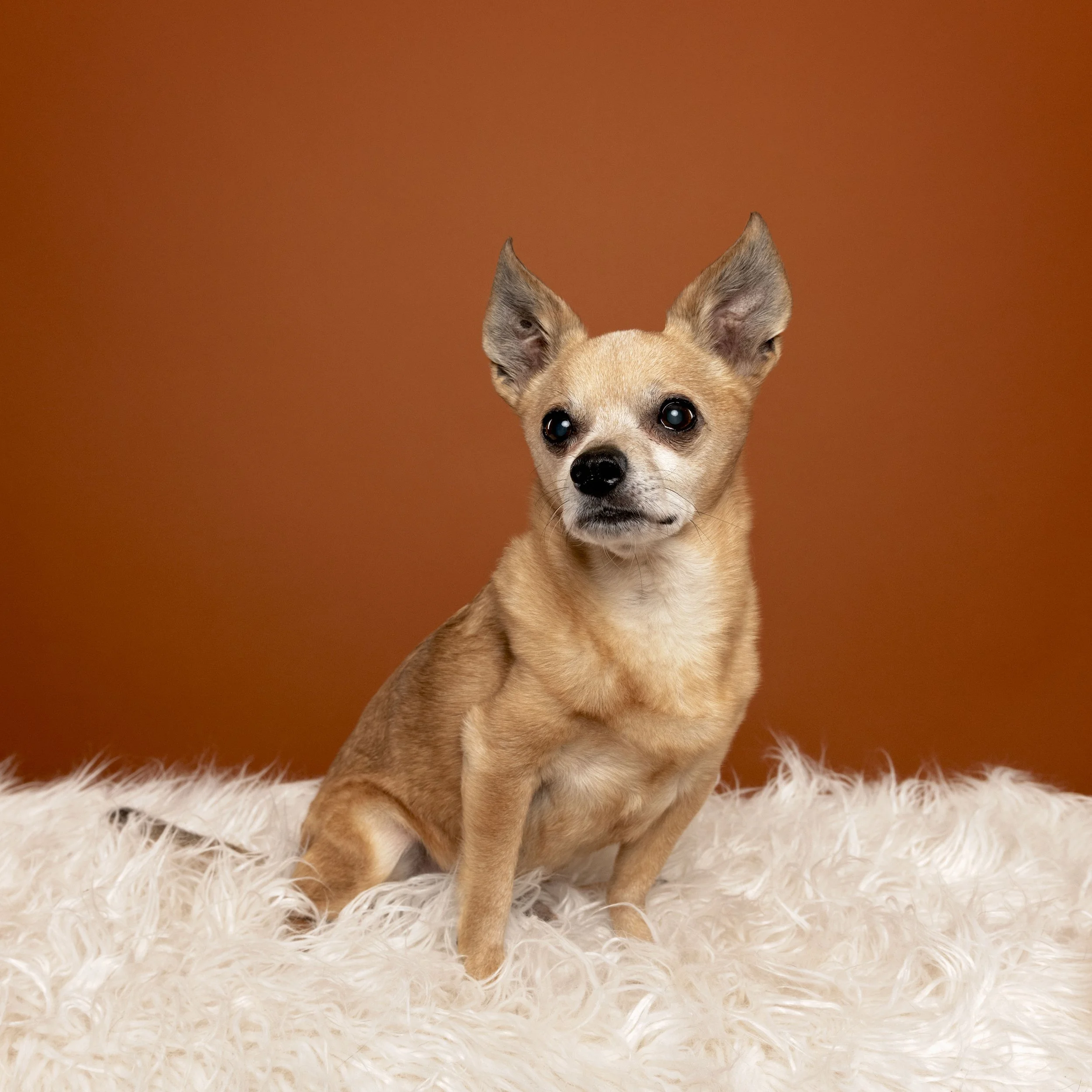Chihuahua-asbhurn-va-studio session-dog-photography-northern virginia-2-.jpg