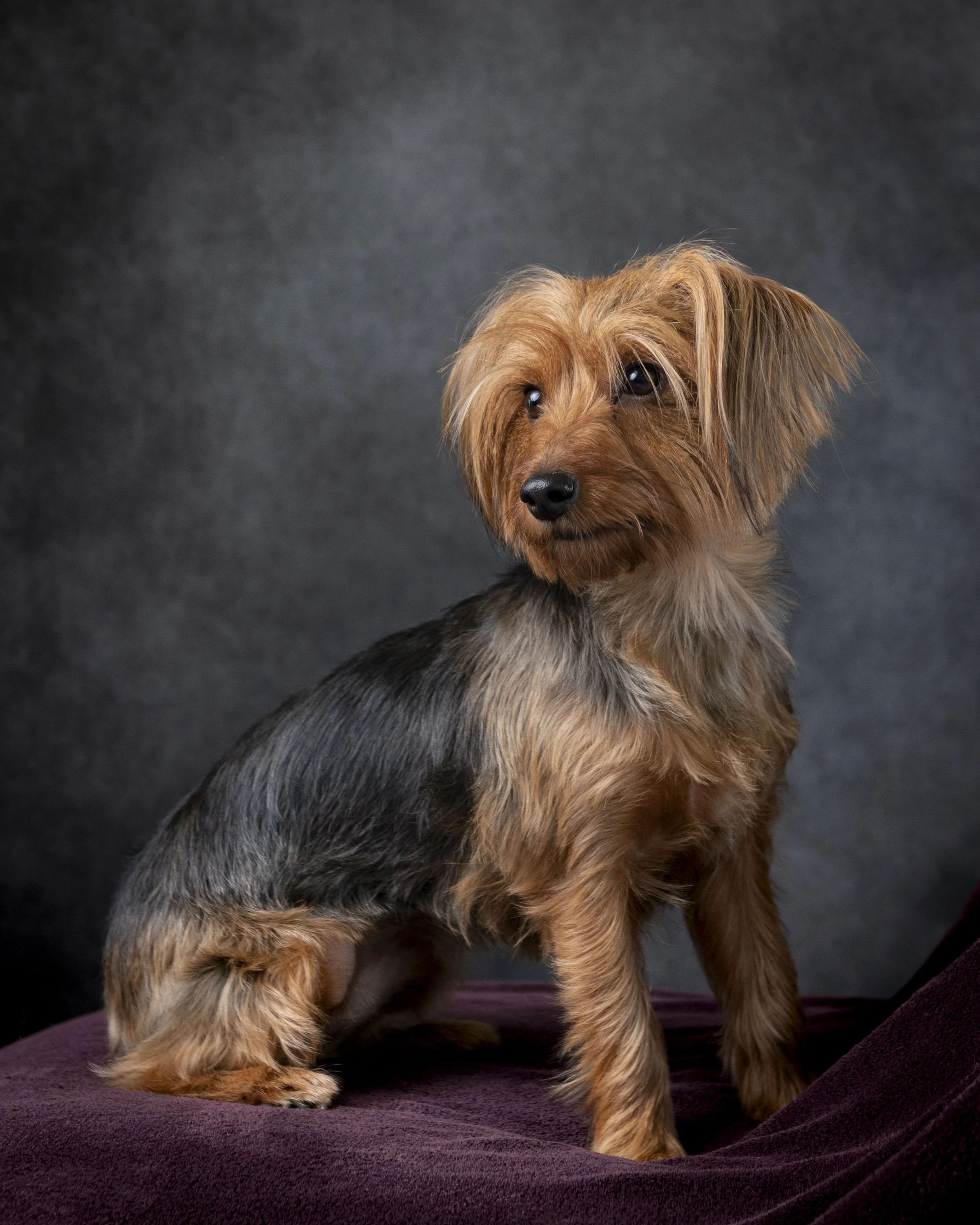 Studio Pet photography-ashburn va-dog phtogoraphy-northern virginia-1-.jpg