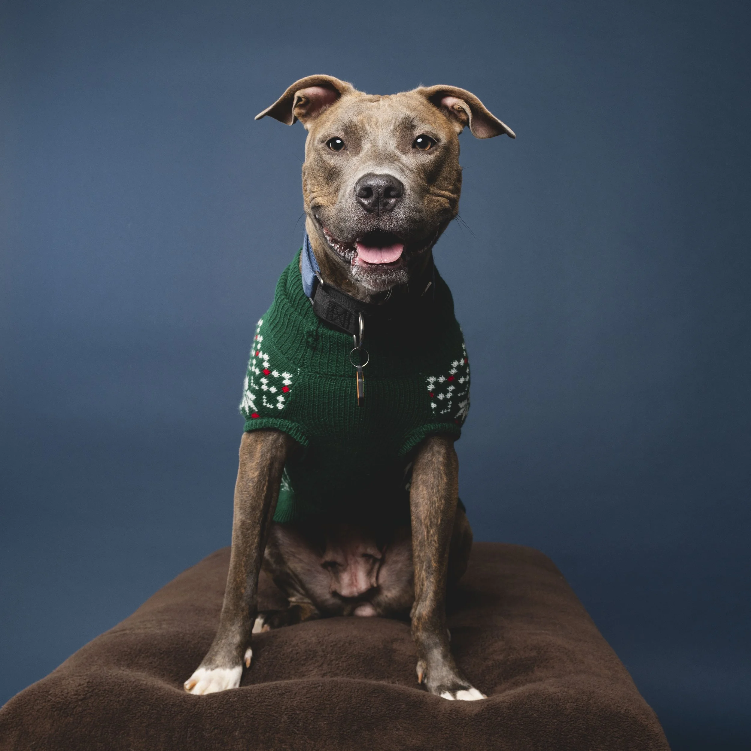 Pittie-asbhurn-va-studio session-dog-photography-northern virginia-5-.jpg