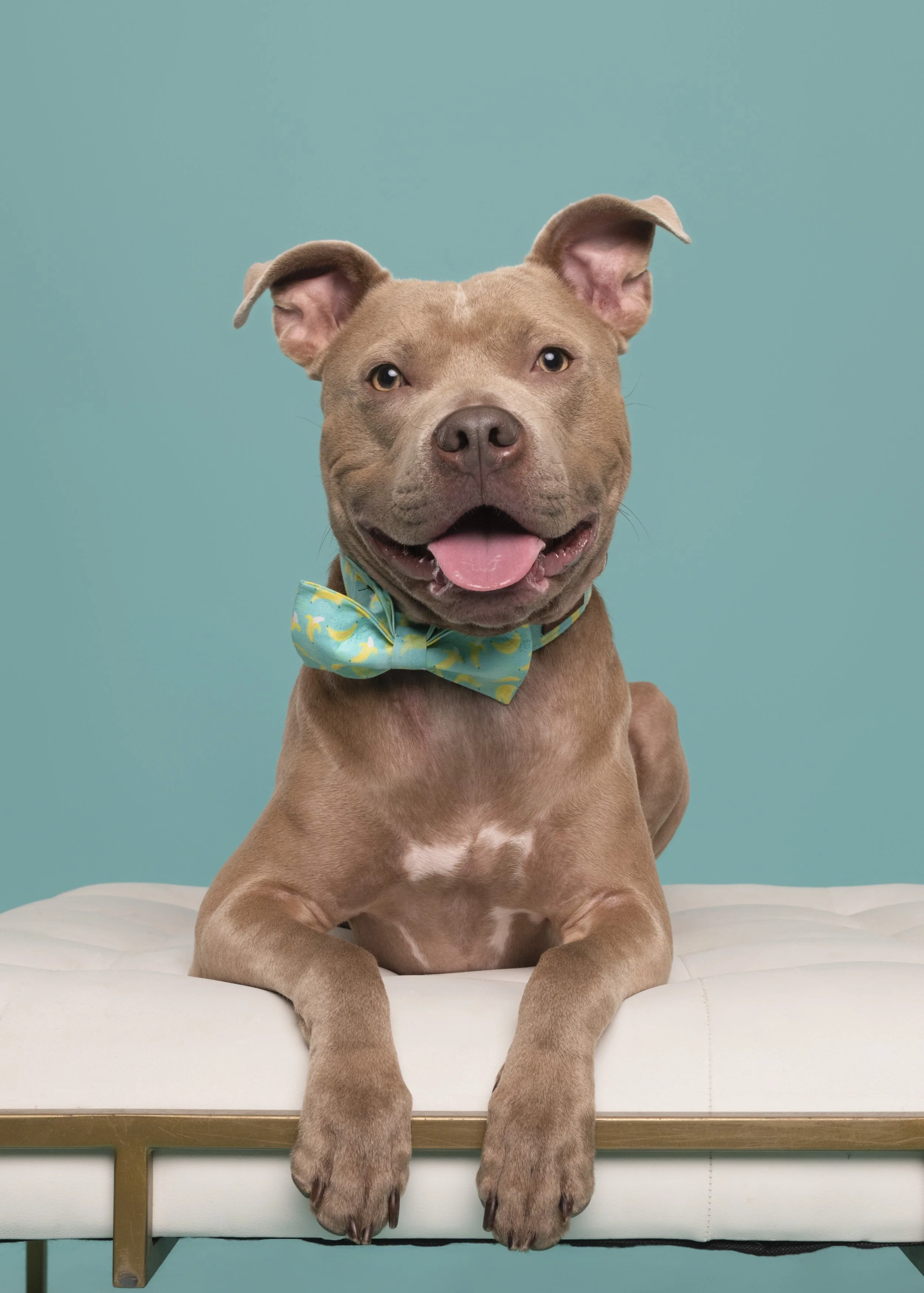 Pittie-asbhurn-va-studio session-dog-photography-northern virginia-1-.jpg