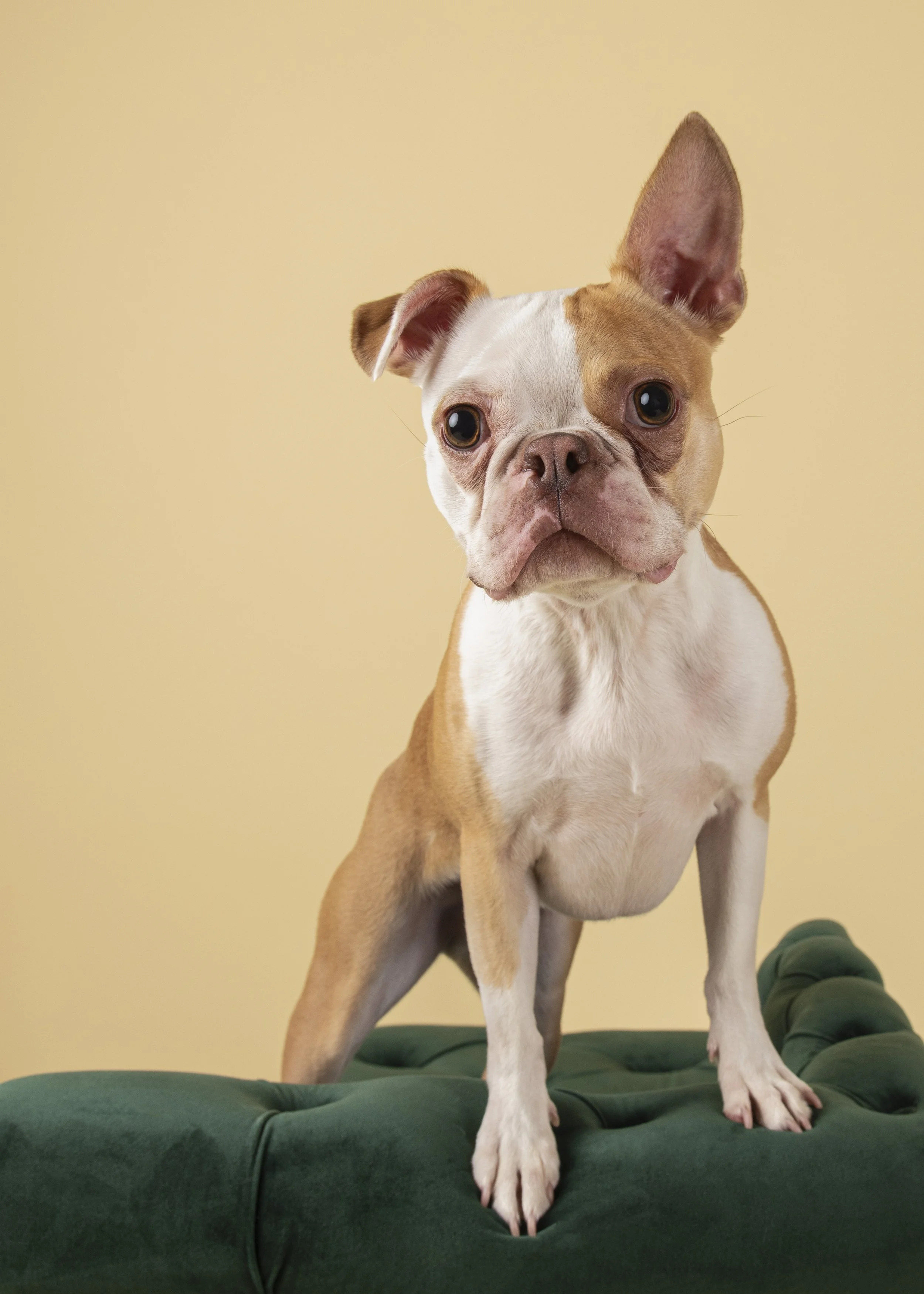 Boston Terrier-asbhurn-va-studio session-dog-photography-northern virginia-4-.jpg