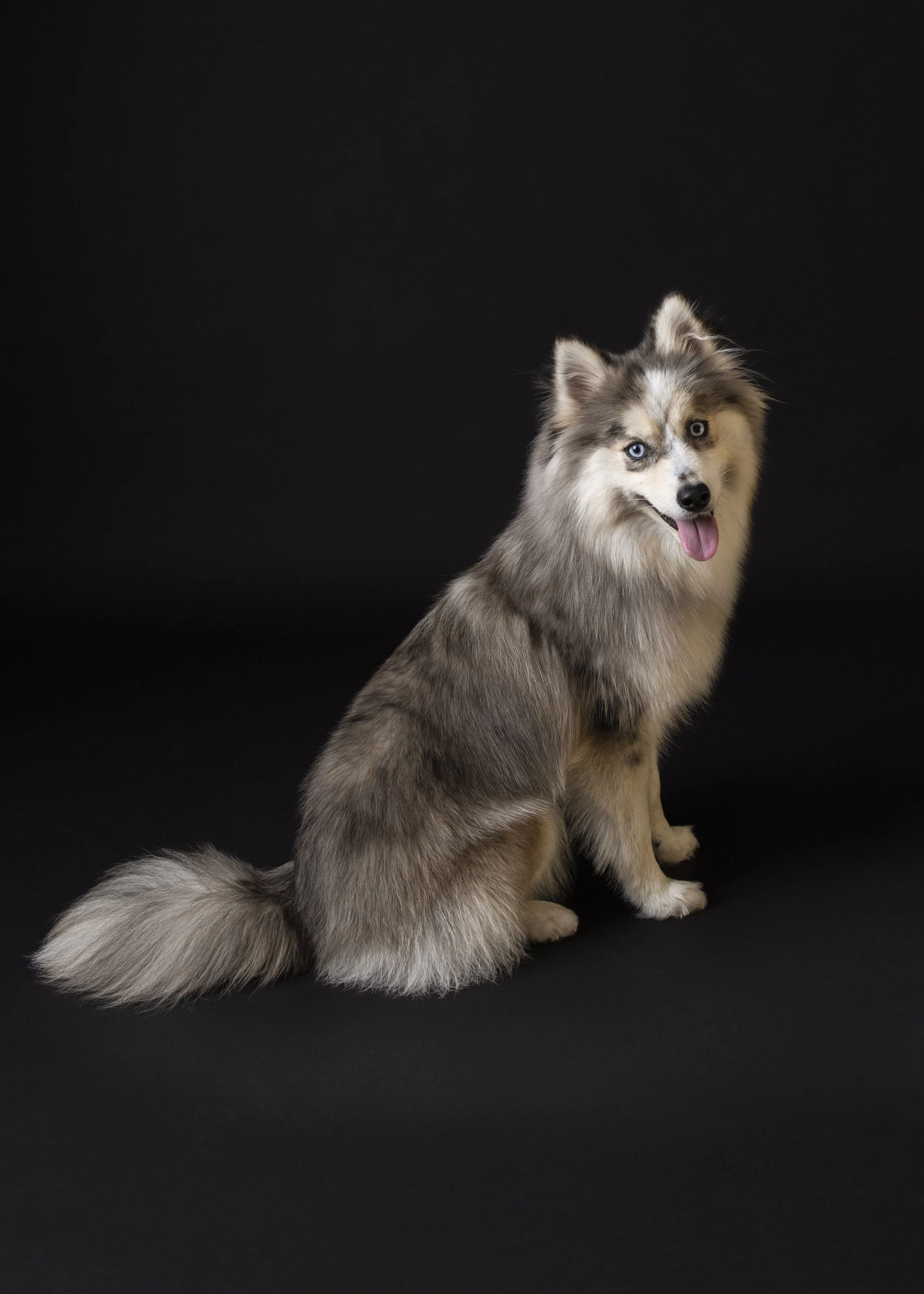 Dog-asbhurn-va-studio session-dog-photography-northern virginia-3-.jpg